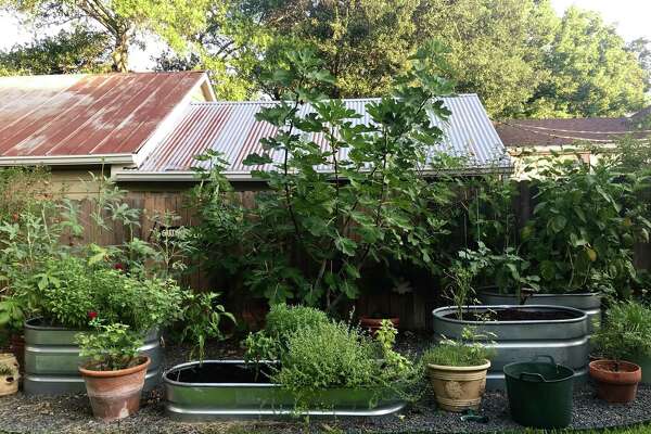 In Houston Fall Vegetable Gardening Means Planting Greens