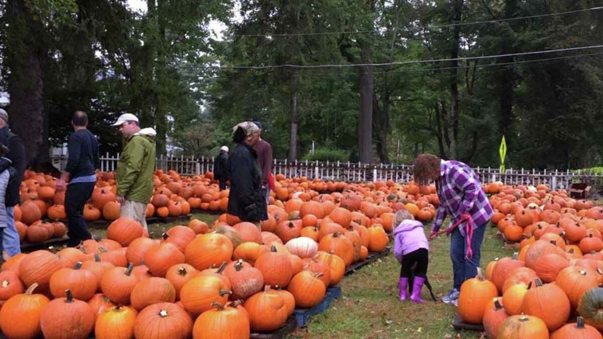 The pumpkin patch at Jesse Lee Church in Ridgefield draws in hundreds annually.