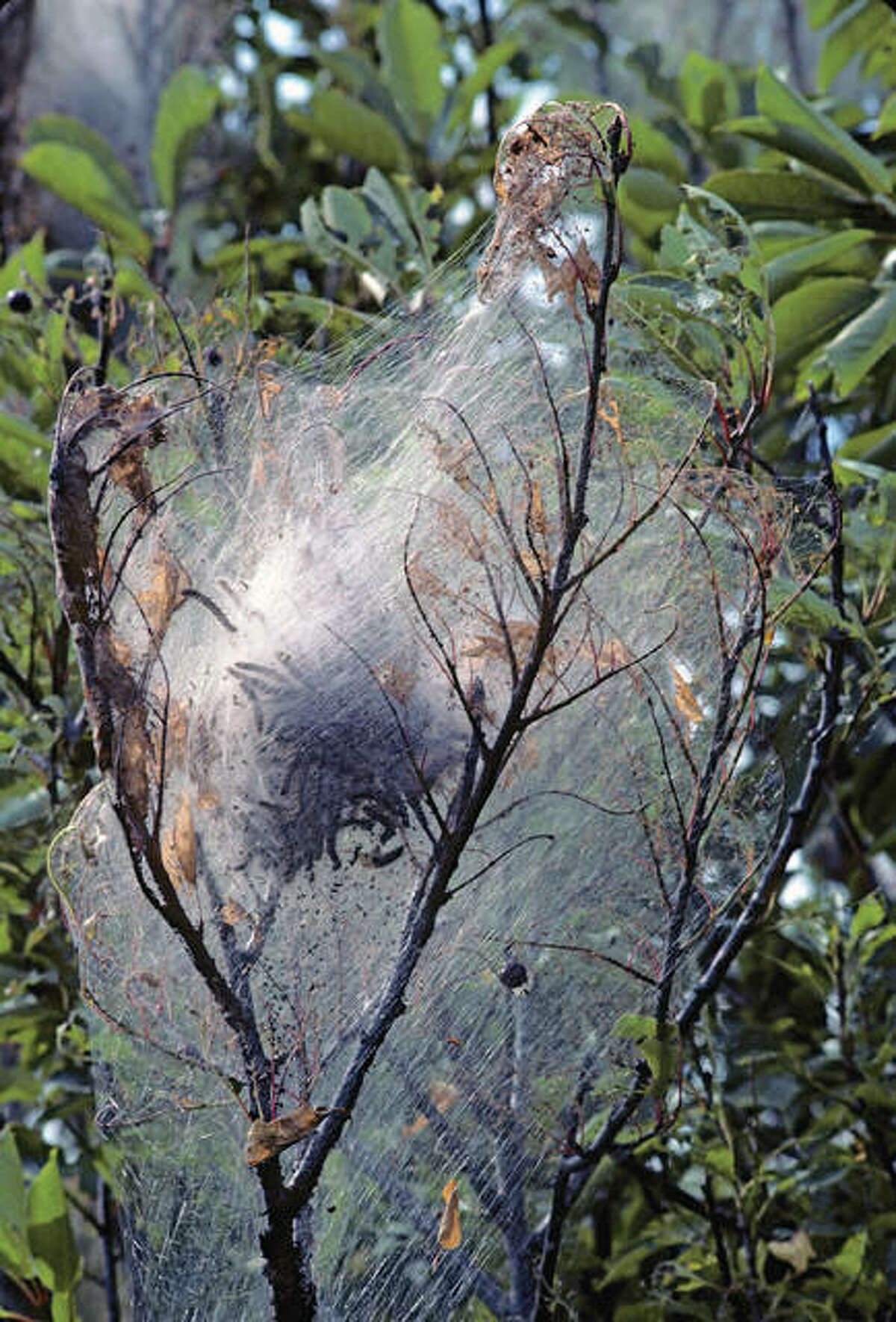 Fall webworm tent caterpillars on a cherry tree. Wild Horizons | Universal Images Group (Getty Images)