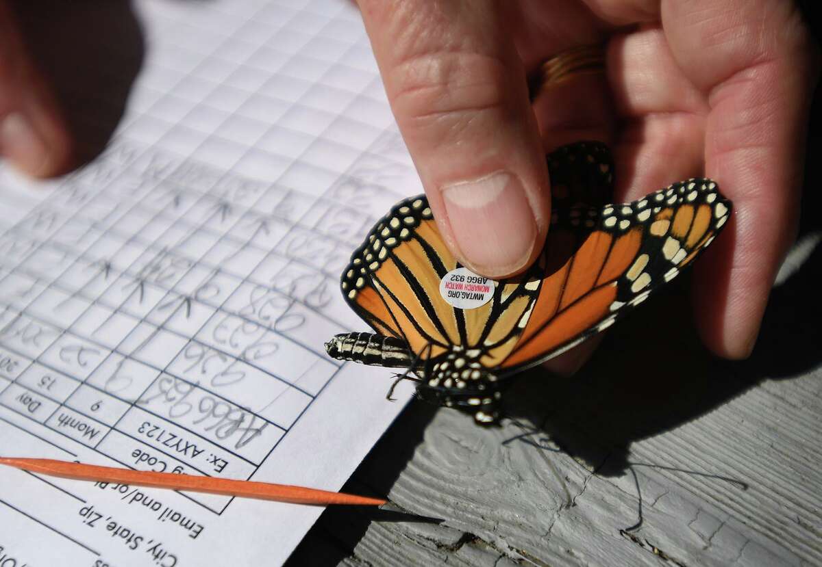 Monarch butterflies tagged in conservation effort in Milford