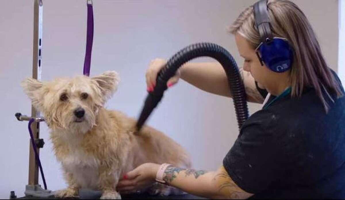 Alicia Jeffreys, owner of Shampooches Dog Grooming LLC at 1735 Main St., Alton, is shown with one of her clients in a newly released episode of Small Business Revolution now airing on Hulu. The program revisited Alton as a follow-up to its earlier focus on six area businesses.