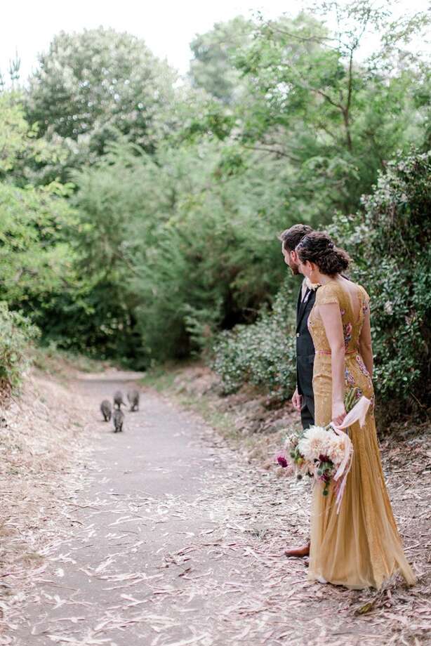 Family Of Raccoons Photobomb Couple S Wedding Shoot In