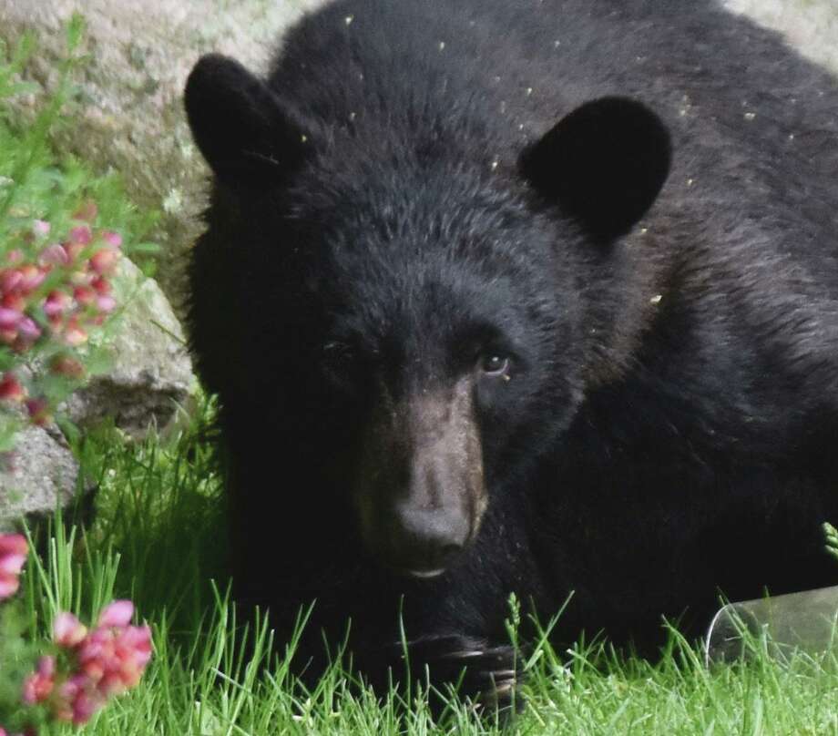 A black bear visits a Wilton, Conn., backyard near Cranbury Park in May 2019. Photo: Contributed Photo / Karen Reid / Wilton Bulletin Contributed