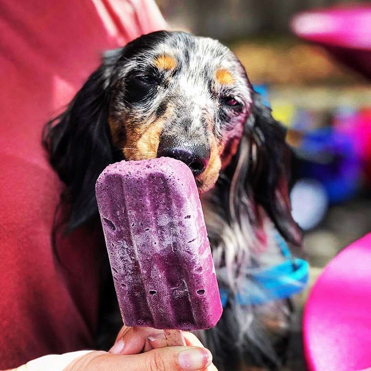 'Pawsicles' is a San Antonio company that makes paletas for dogs