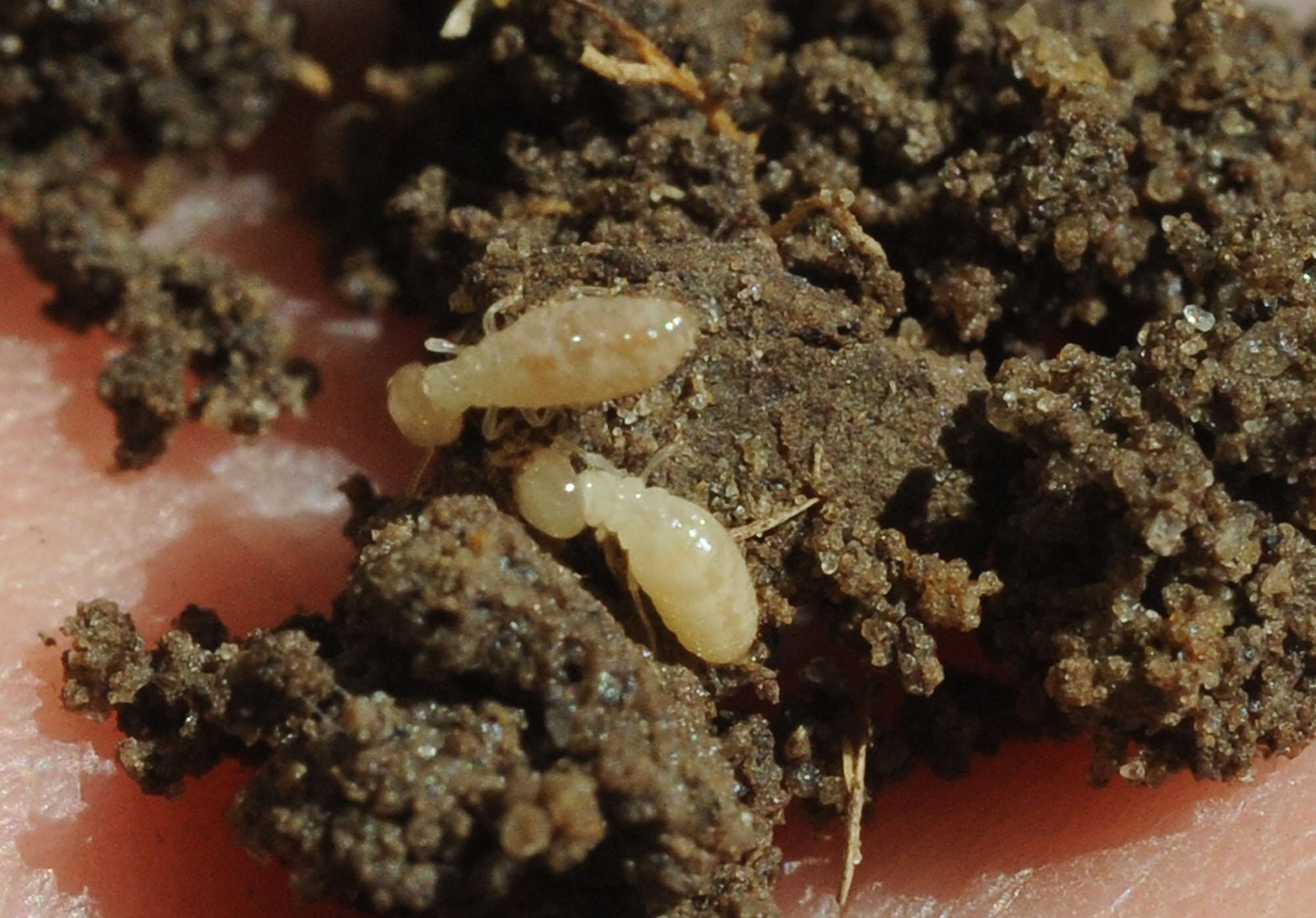 How to check and exterminate a termite infestation