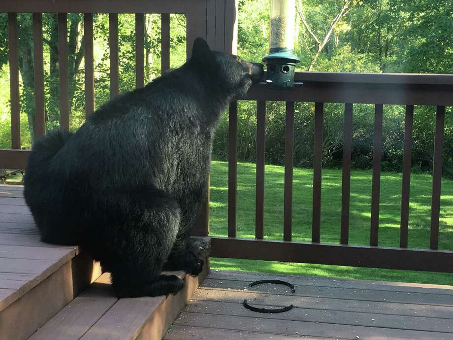 Image result for bears on back porch