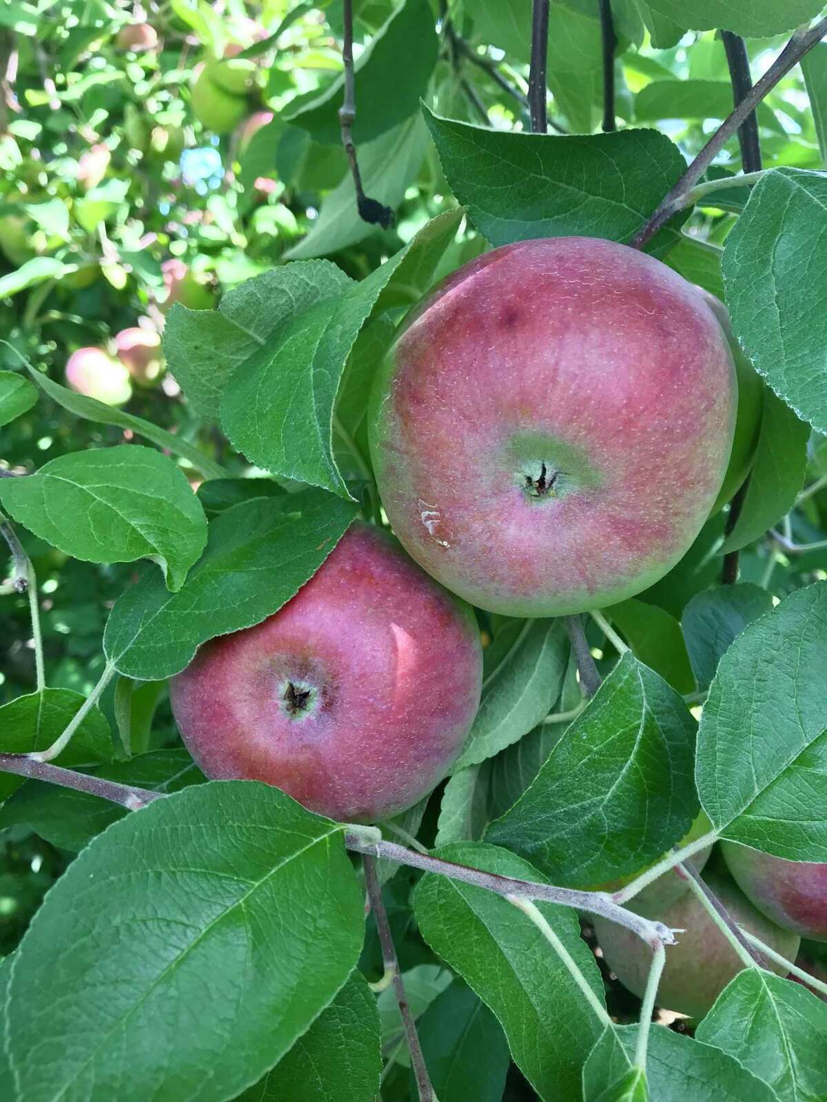 A dash of spice and your autumn apples will become a lovely chutney.