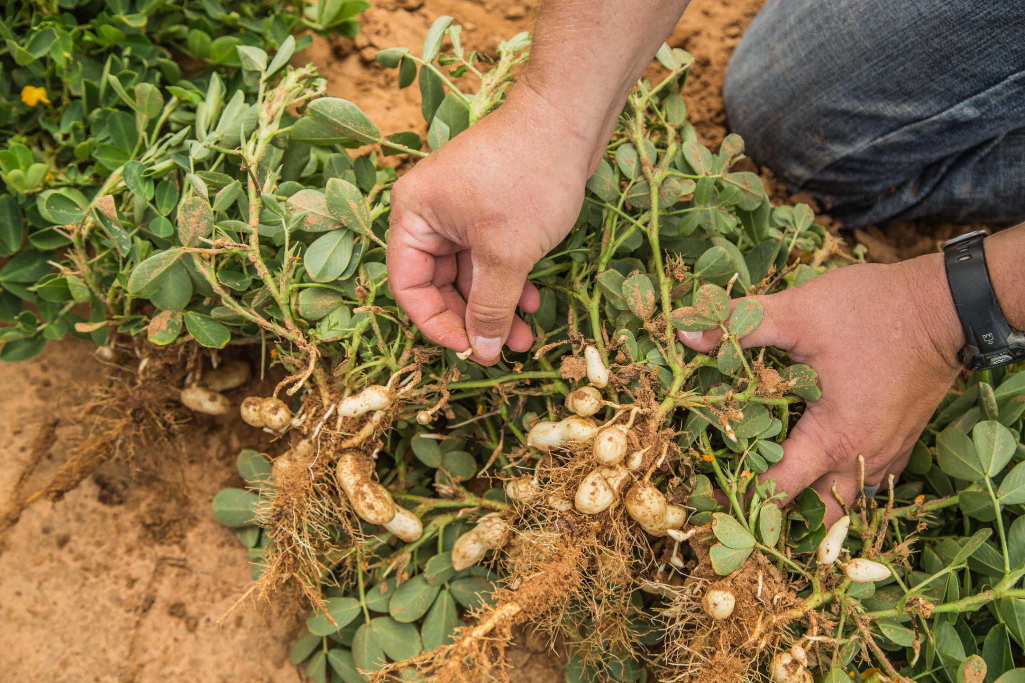An ode to Texas peanuts Try these delicious recipes at home
