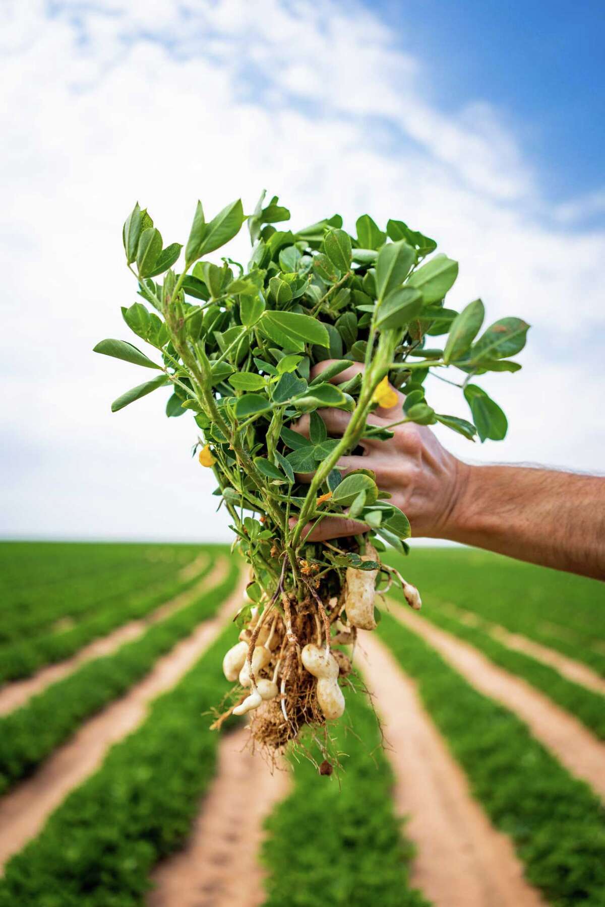 An ode to Texas peanuts Try these delicious recipes at home