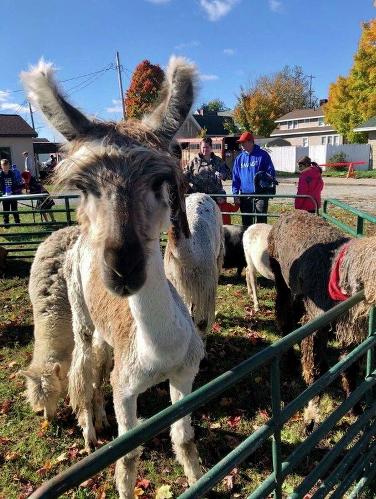 With a variety of animals, the MOSAC Petting Zoo will take place during the Evart Fall Festival. (Courtesy photo)