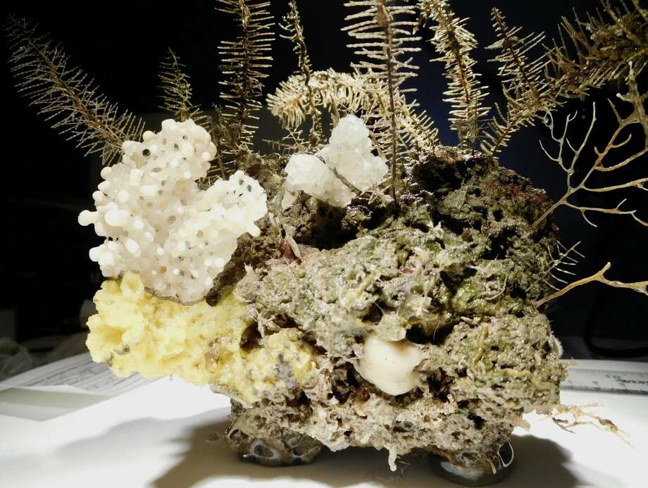 This grouping of sponges and black coral was discovered and collected during a week-long research cruise into the Gulf of Mexico in August. Researchers will use these specimens to learn more about the coral reef systems in the Gulf. (Mercer Brugler/Courtesy photo)