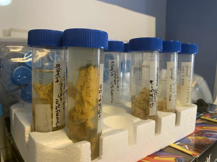 Fragments of sponges and other corals have been preserved in various pickling agents for future study. The specimens were collected during a week-long research cruise in the Gulf of Mexico in August. Photo: Alex Stuckey/Staff