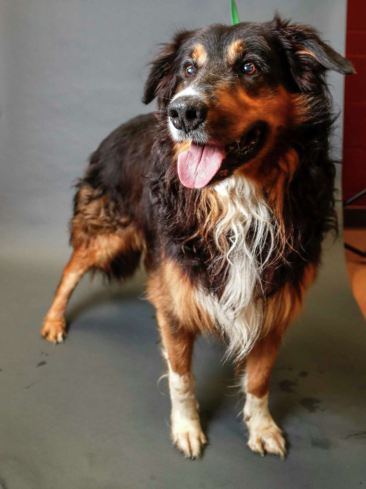 Rascal (ID: 10252) is an adult male, Border Collie mix available for adoption from the Alvin Animal Adoption Center. Photographed, Tuesday, Oct. 1, 2019, in Alvin. Rascal and his owner fell on hard times and they could no longer stay together. Rascal was relinquished to the shelter for adoption. He is super sweet and a happy-go-lucky boy.