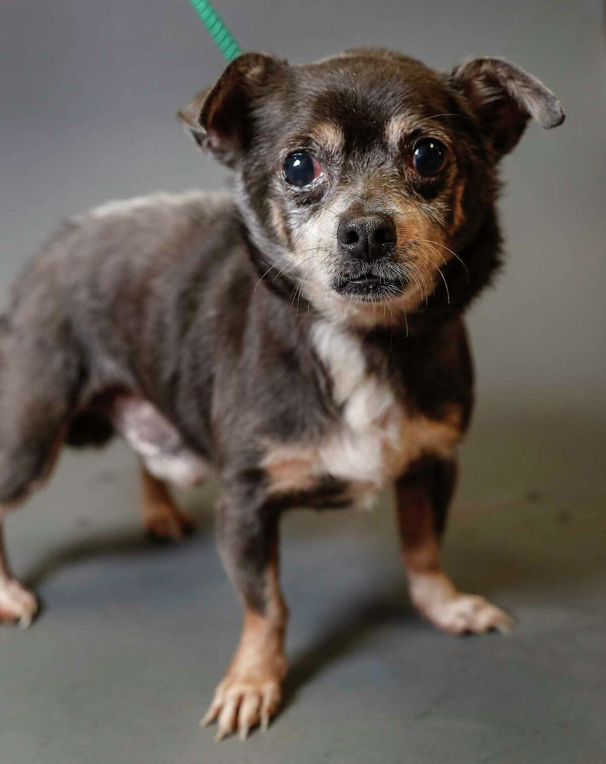 Joey and Shiloh, a pair of dogs in the Alvin shelter for over 400 days each