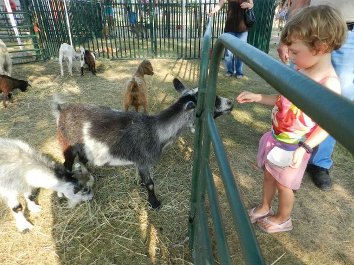 At the moment, Emery Sanchez is this goat’s best friend. (Courtesy Photo/David Navadeh)