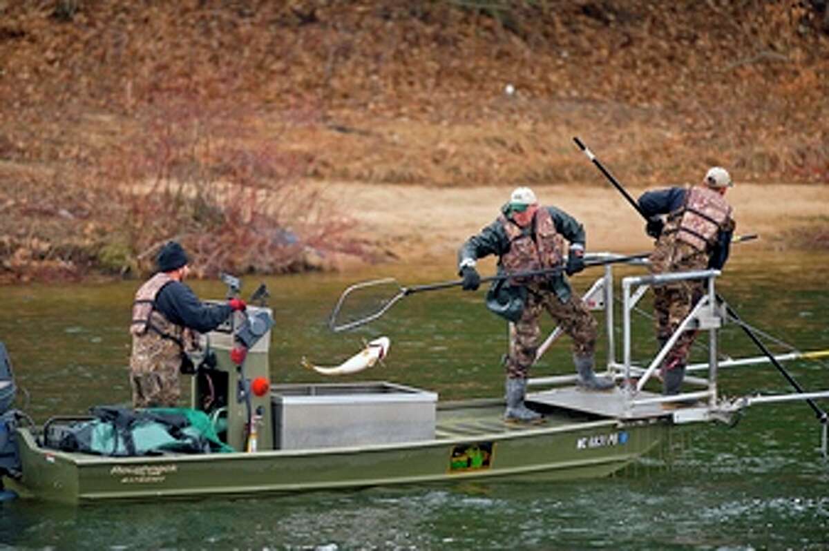 DNR collects walleye eggs for hatchery program