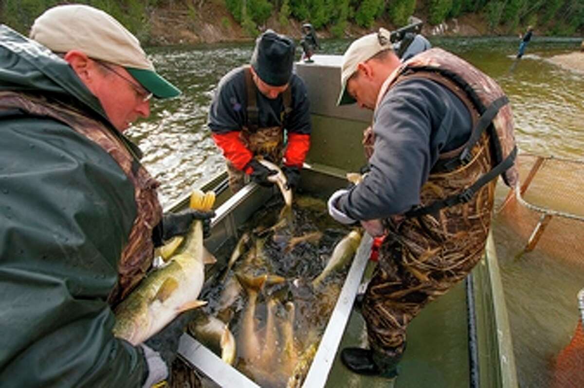 DNR collects walleye eggs for hatchery program