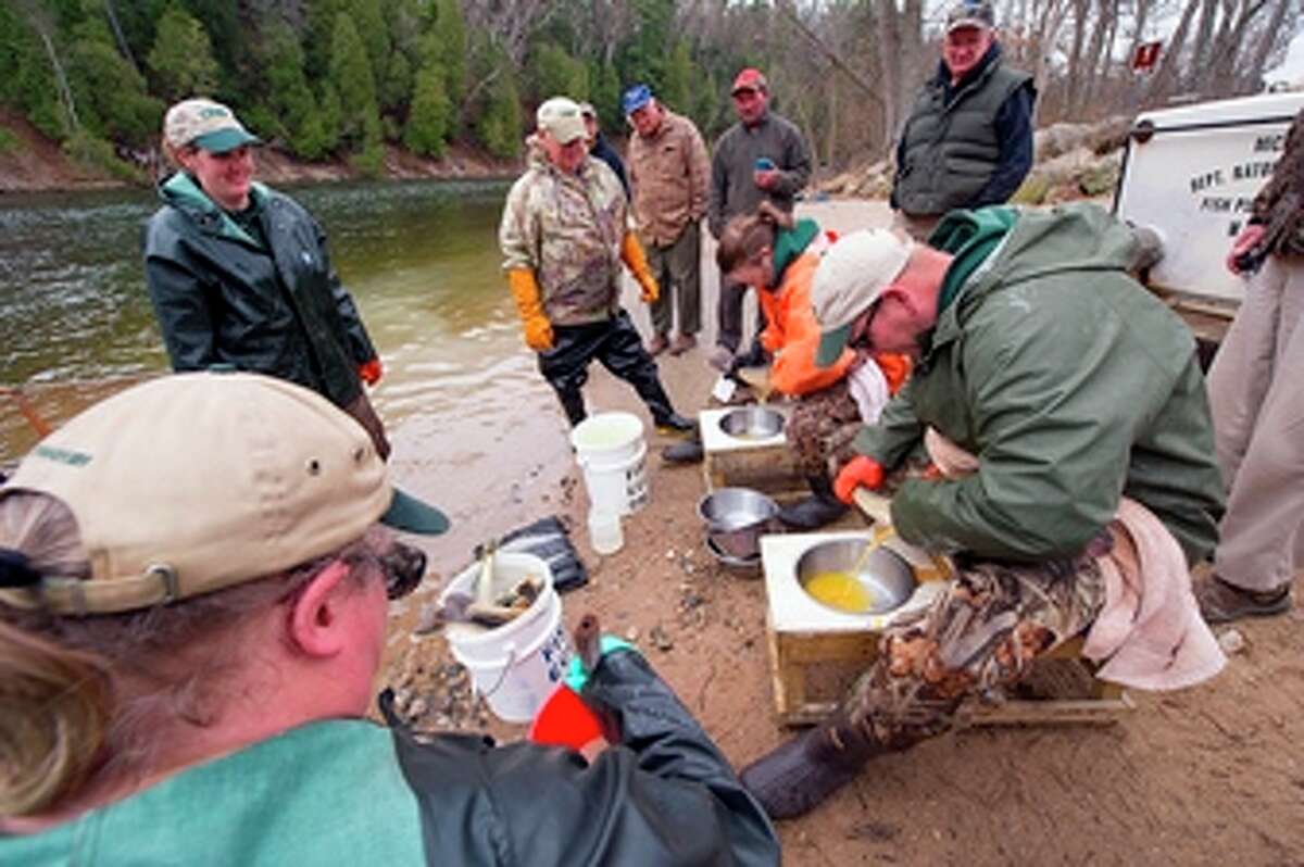 DNR collects walleye eggs for hatchery program