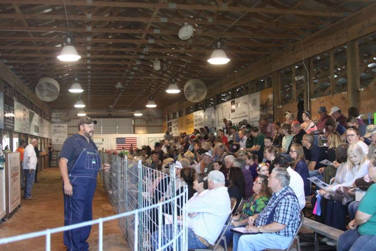 A large crowd gathered Thursday for the 2015 Manistee County Fair's 4-H Livestock Auction. Different animals such as pigs, ducks, goats and rabbits were auctioned off to different bidders. (Sean Bradley/News Advocate)
