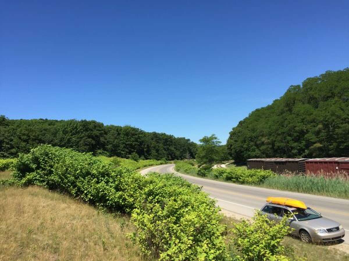 Invasive plant species Japanese knotweed along Veterans Oak Grove Drive in Manistee. (Courtesy photo)