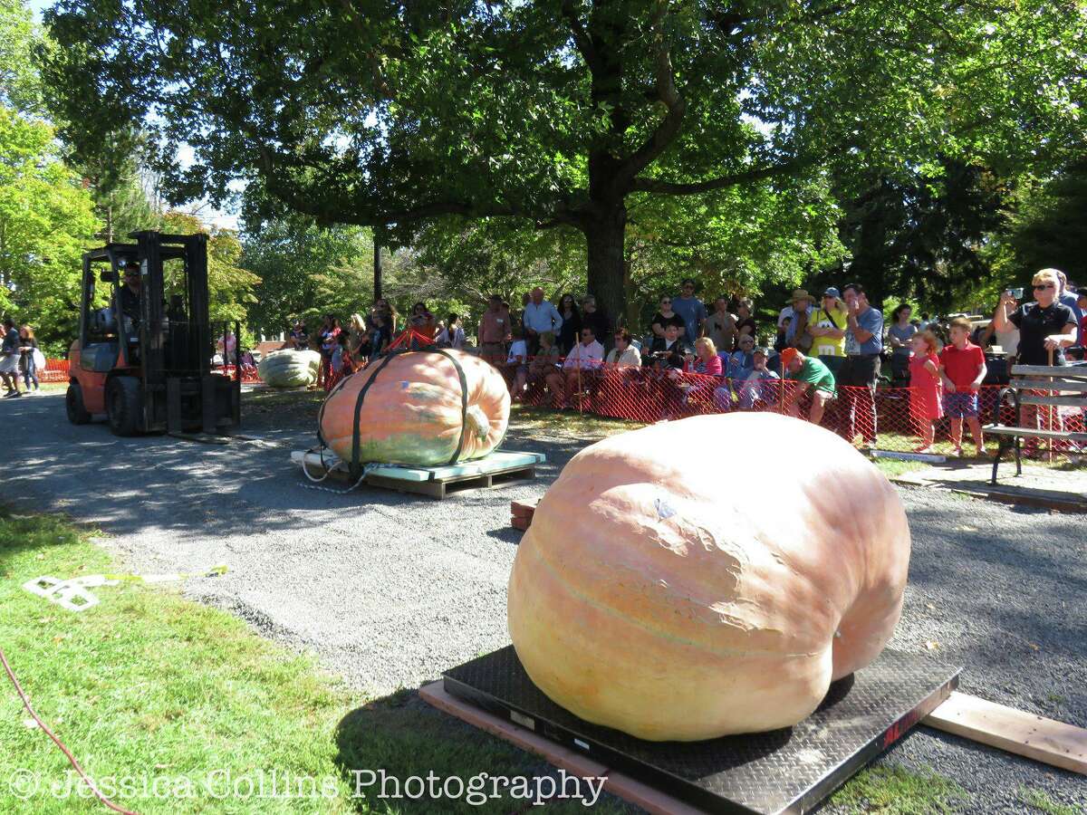 Hundreds flocked to Ridgefield’s Ballard Park on Sunday afternoon to witness the seventh annual Giant Pumpkin Weighoff.
