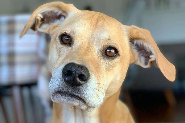 Nowadays, former Giant Matt Duffy, who brought us Skeeter, is a dog guy ...