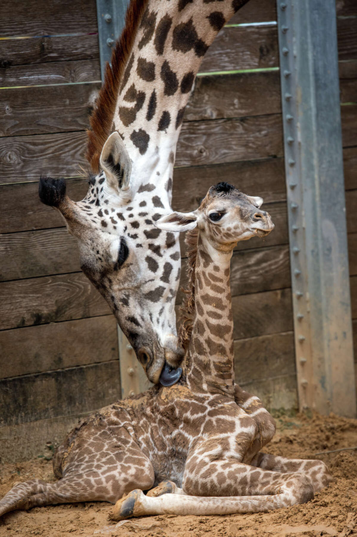 Houston Zoo welcomes baby Masai giraffe to its herd