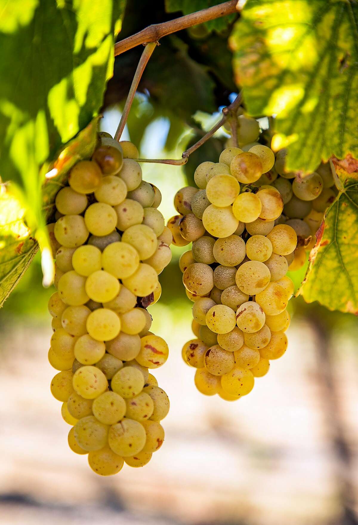Chardonnay grapes grow at the Johnson Vineyard Company on Wednesday, October 2, 2019 in King City, Calif.
