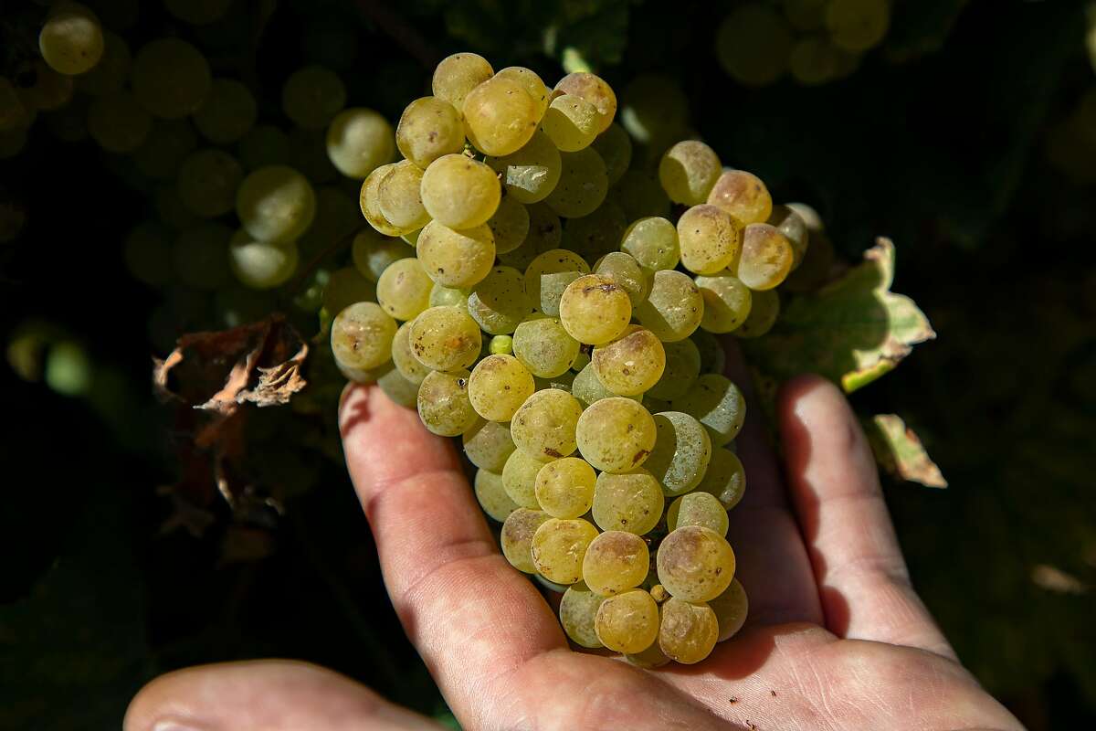 Paul Johnson holds a bunch of Chardonnay grapes at Johnson Vineyard Company on Wednesday, October 2, 2019 in King City, Calif.