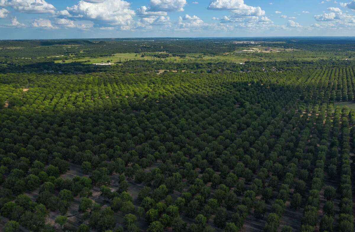 Brazos River's Texas Pecan Plantation up for sale