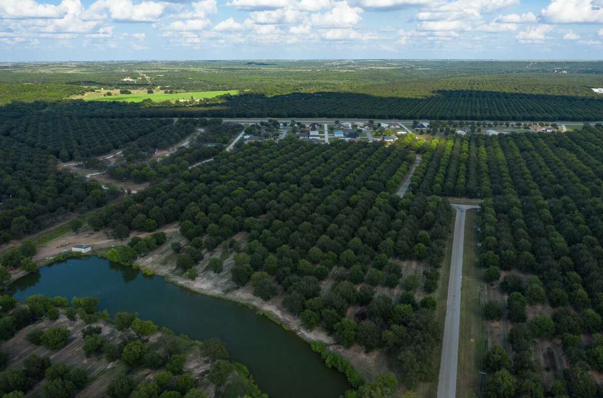 Brazos River S Texas Pecan Plantation Up For Sale Houstonchronicle Com