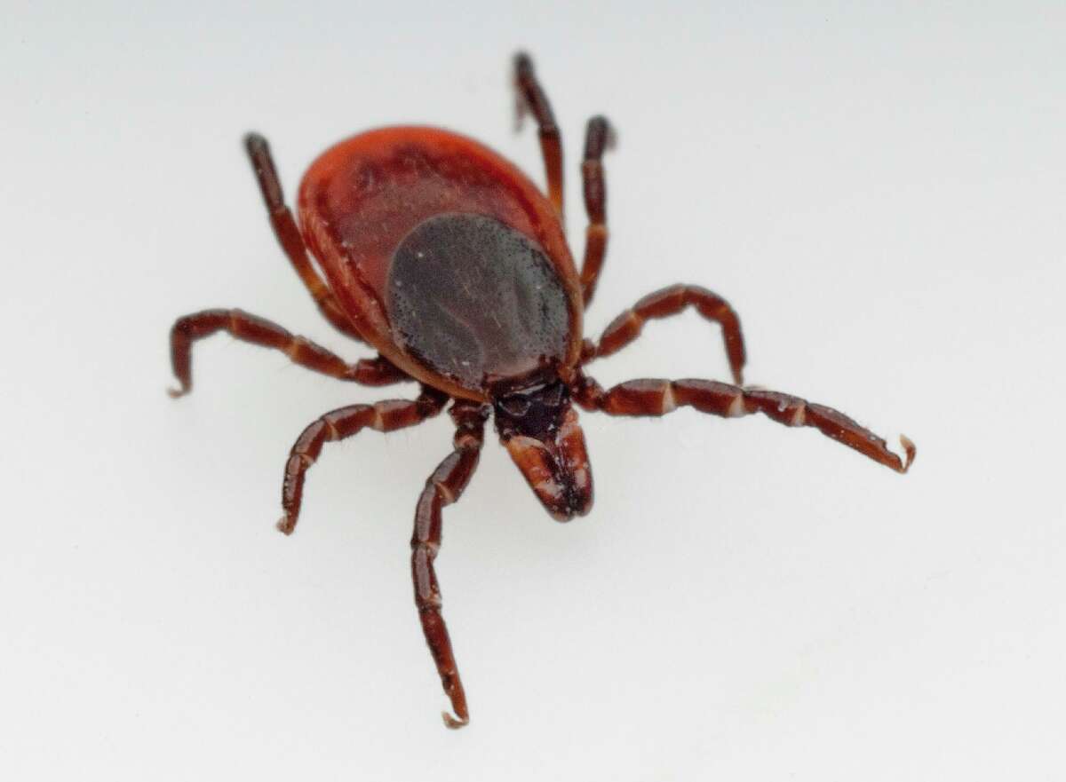 Powassan virus is spread through a bite from an infected black-legged tick, also known as the deer tick.