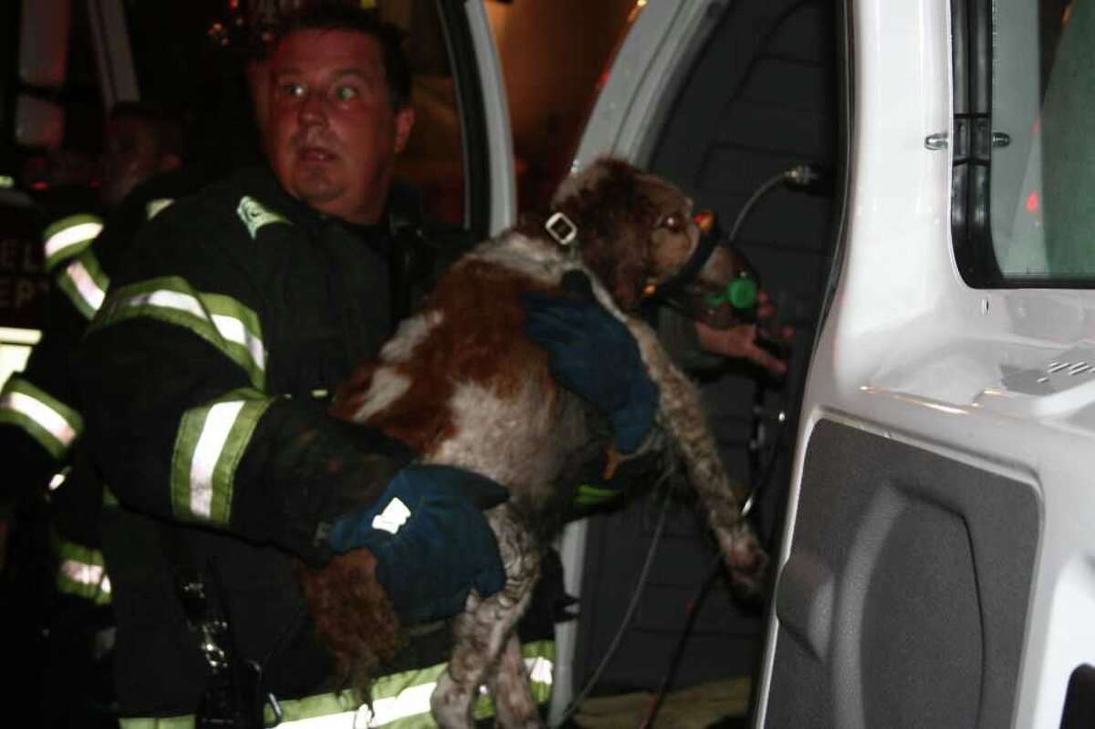 2 cats die, 2 dogs saved in Fairfield fire