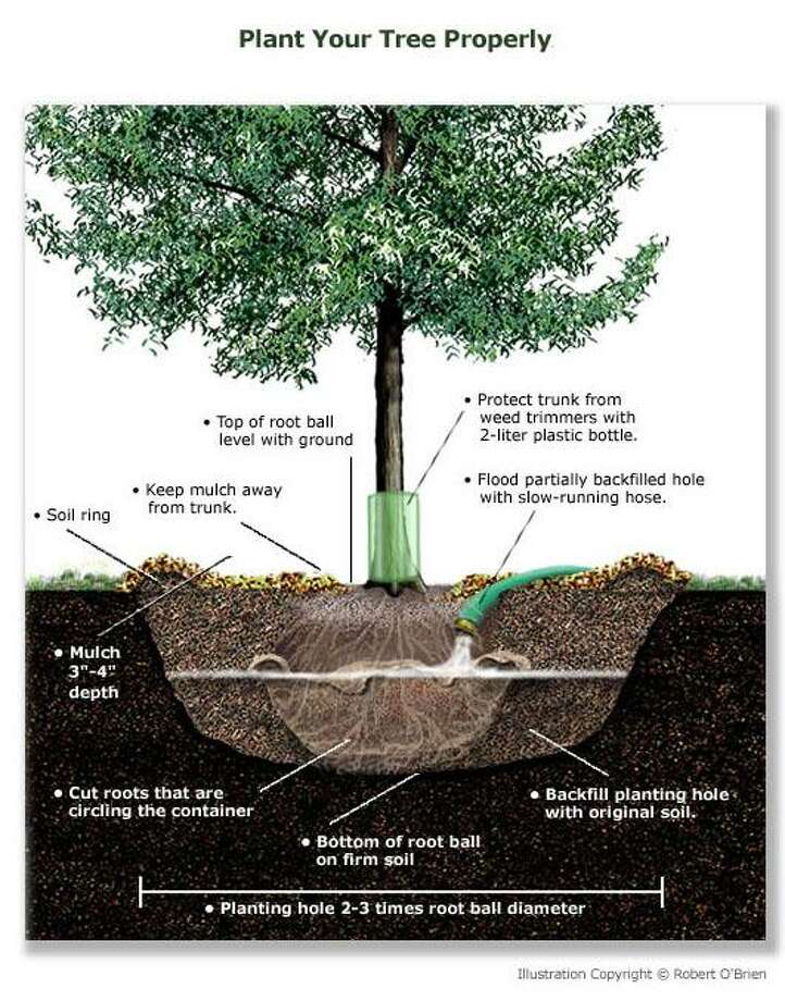 Michael Potter Proper Techniques For Planting Trees And Shrubs The Courier