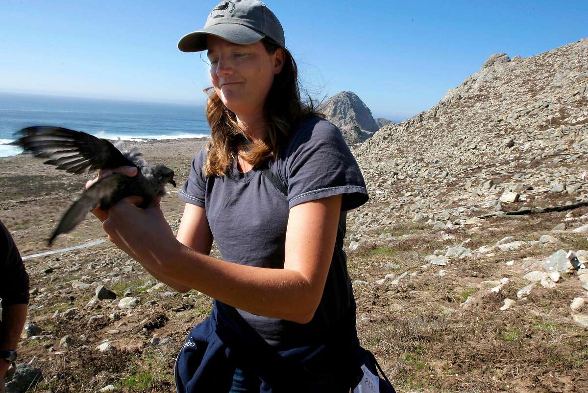 Melissa Pitkin, with the Point Reyes Bird Observatory, holds a Ashy Storm-Petrel chick, which is nesting along the cliffs on south east Farallon Island off the coast of San Francisco, Ca., on Wednesday October 12, 2011. When the mouse population dwindles