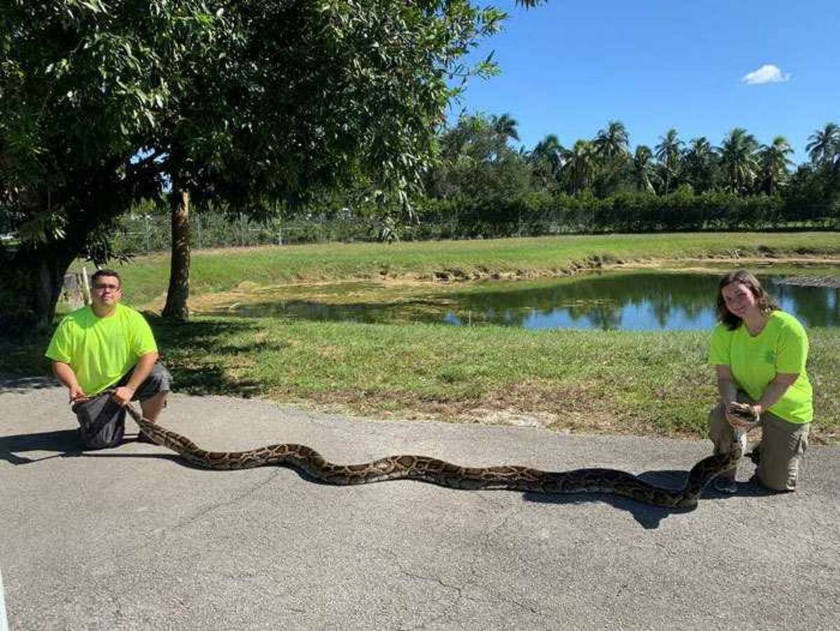 largest snake ever caught