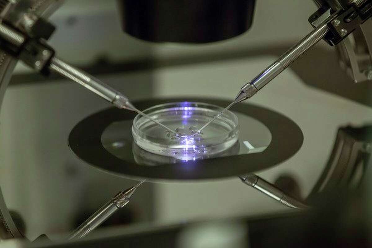 In this Aug. 14, 2013 file photo, an in vitro fertilization embryologist works on a petri dish at a fertility clinic in London. In vitro fertilization involves surgically removing eggs from a woman's ovaries, combining them with sperm in a laboratory, and transferring the days-old embryo to the woman's uterus. (AP Photo/Sang Tan, file)
