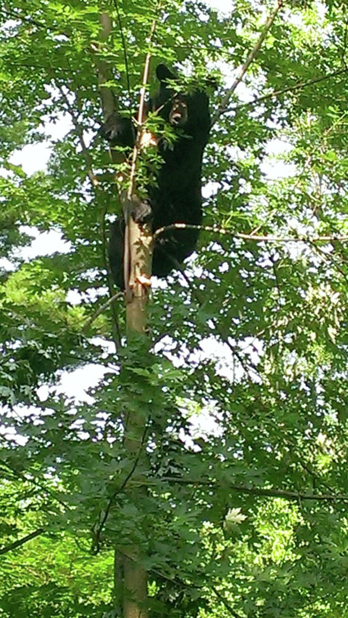 In this Sunday, July 5, 2015 photo provided by the Hartford Police Department, a black bear is up a tree in Hartford, Ct. The 250-pound male estimated to be about 3-and-a-half years old was spotted on Colebrook Street in the Blue Hills area at about 9:30 a.m. Sunday. The bear safely was tranquilized and relocated by state environmental officers. (Hartford Police Department via AP)