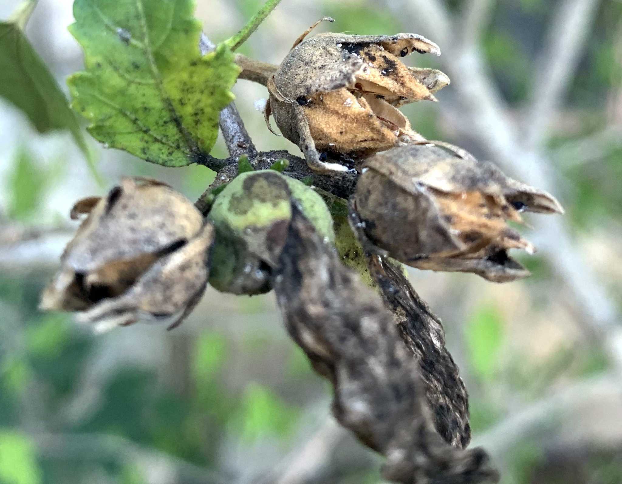 Blackened rosesofSharon victims of sooty mold, aphids