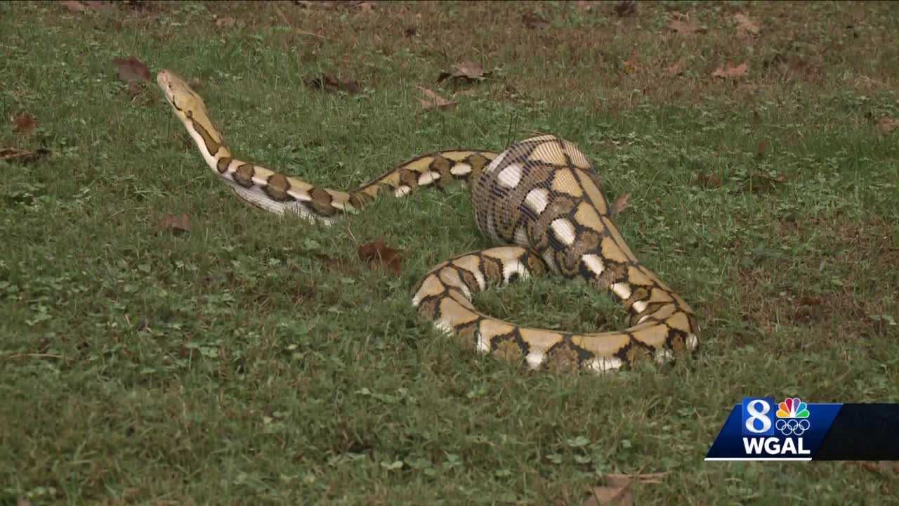 Python with full stomach found in couple's backyard -- what did she eat?
