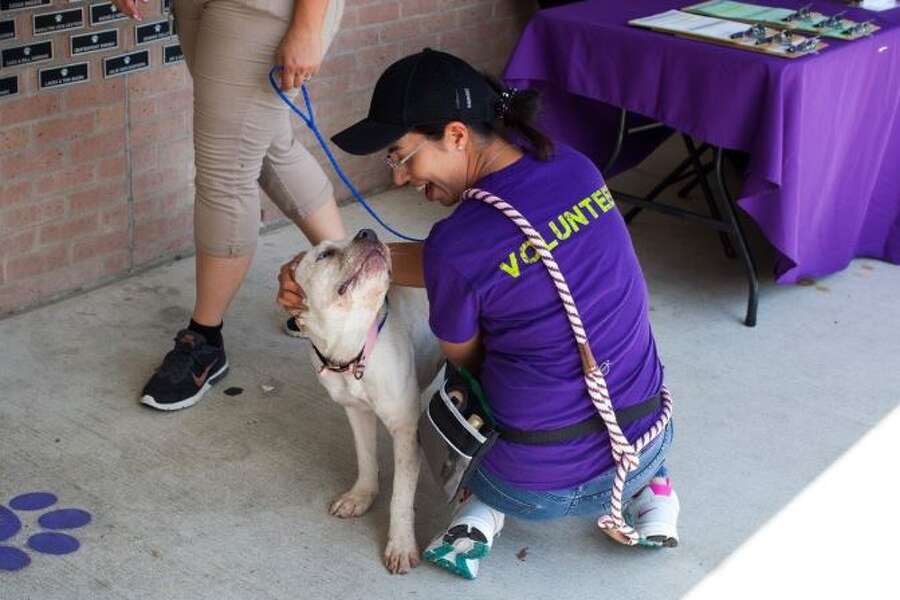 Houston S Barc Animal Shelter Sees Record Release Rate In