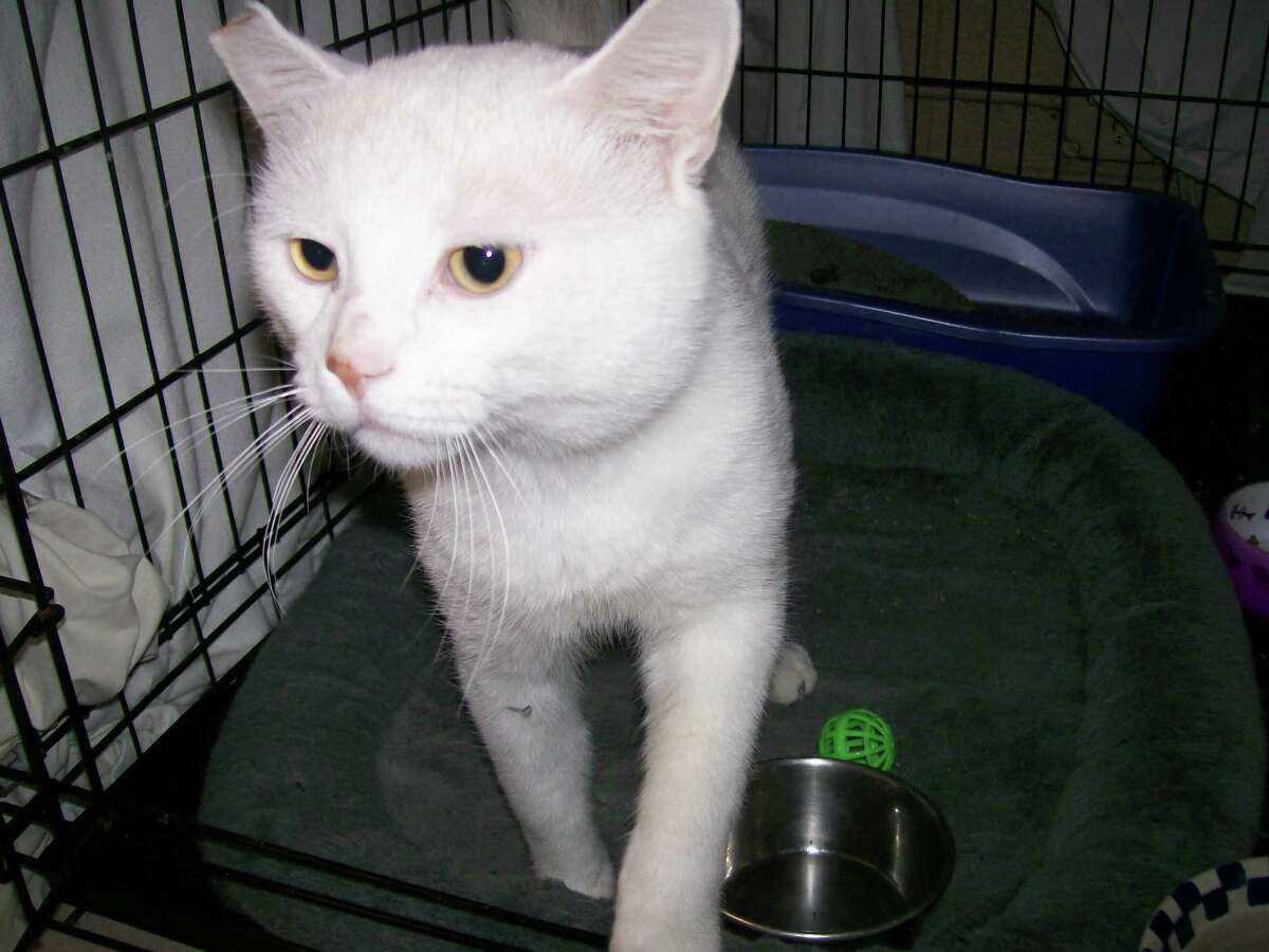 Gordon is a handsome all white neutered male cat.  He is very lovable.  Come visit Gordon and other cats and dogs available at Trumbull Animal Shelter, 324 Church Hill Road, or 203-452-5088 for more information.