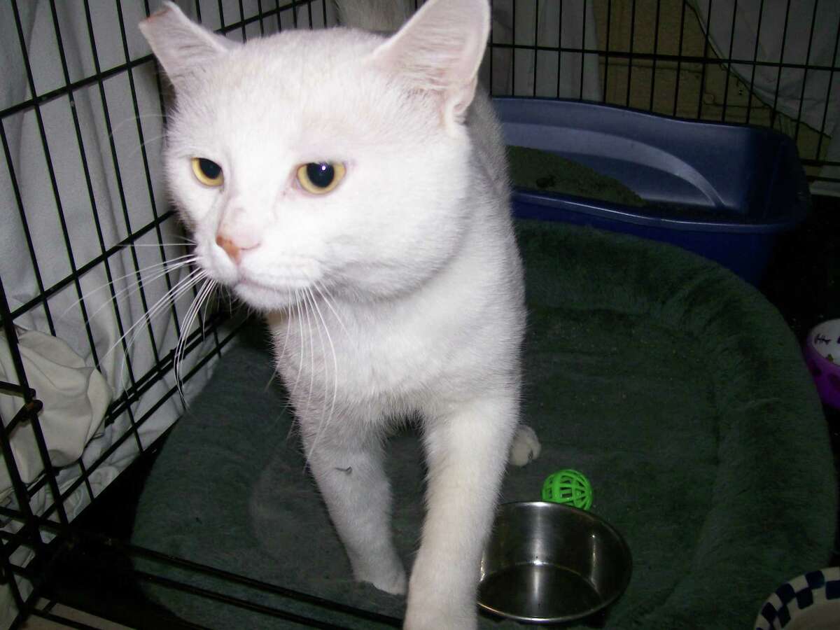 Gordon is a handsome all white neutered male cat. He is very lovable. Come visit Gordon and other cats and dogs available at Trumbull Animal Shelter, 324 Church Hill Road, or 203-452-5088 for more information.
