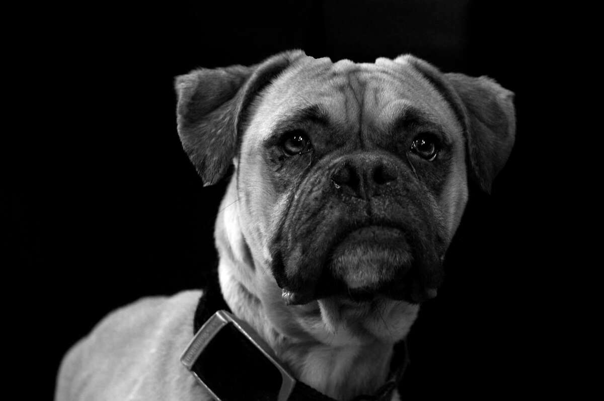 Photo of a mastiff in the Dog Show exhibit at the Westport Arts Center.