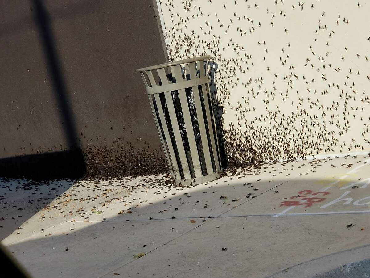 San Antonio's cricket craze happened a year ago. Here's what an expert