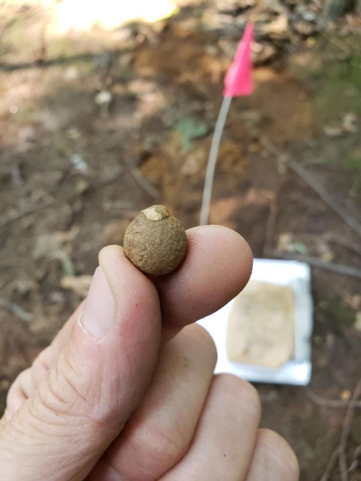 A musket ball on display at the Museum.