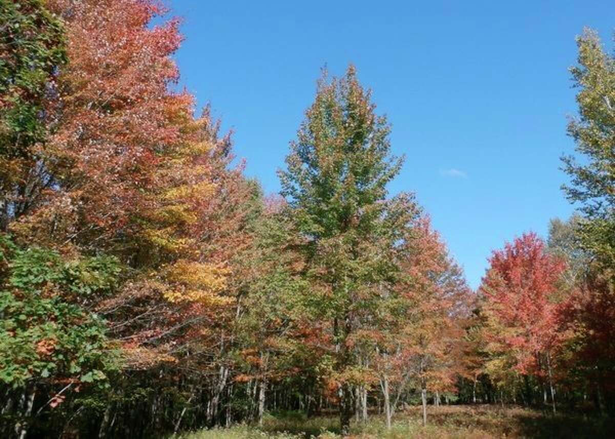 McLean Nature Preserve to host Fall Color Walk