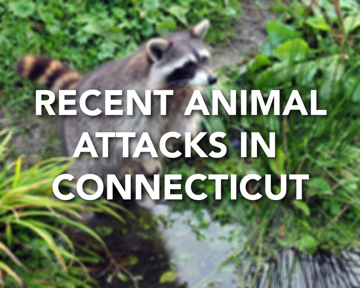 Continue ahead for a look at recent animal attacks and other animal-related news in Connecticut.