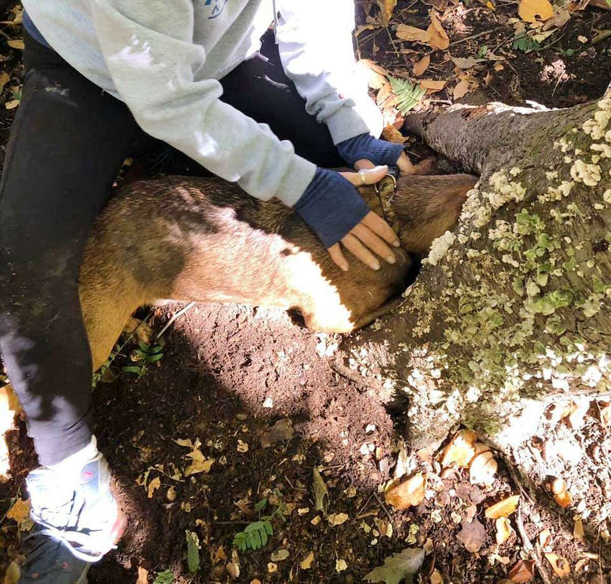 A dog got his head got stuck in the stump of a dead tree in Wilton.