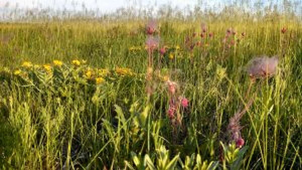 A RARE SIGHT: Prairie Smoke, a native plant, is threatened in the state of Michigan. Native plants are the groundwork for a functioning ecosystem, according to MAEAP Technician Tony Wernette.